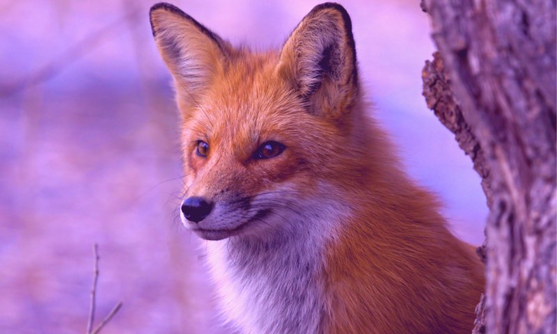 Обои природа, дерево, фон, взгляд, рыжая, лиса, лисица, nature, tree, background, look, red, fox разрешение 2560x1600 Загрузить
