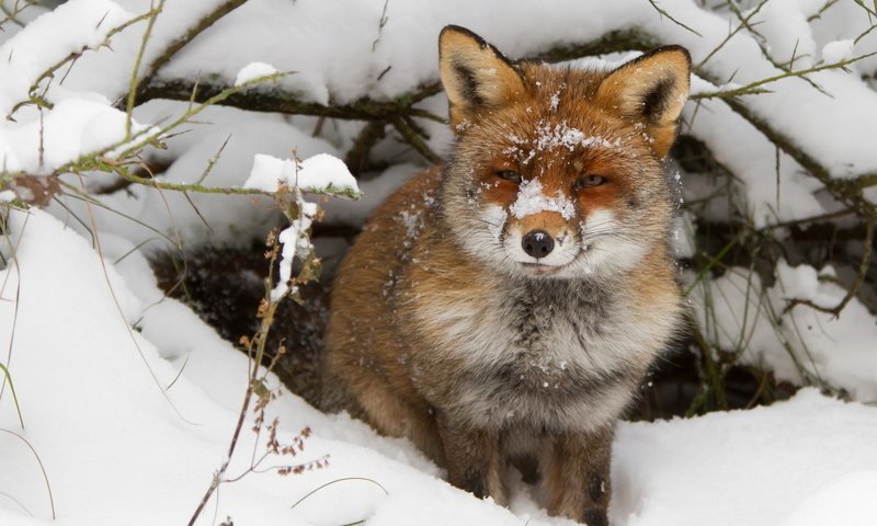 Обои снег, зима, ветки, взгляд, лиса, лисица, нора, snow, winter, branches, look, fox, nora разрешение 1920x1200 Загрузить