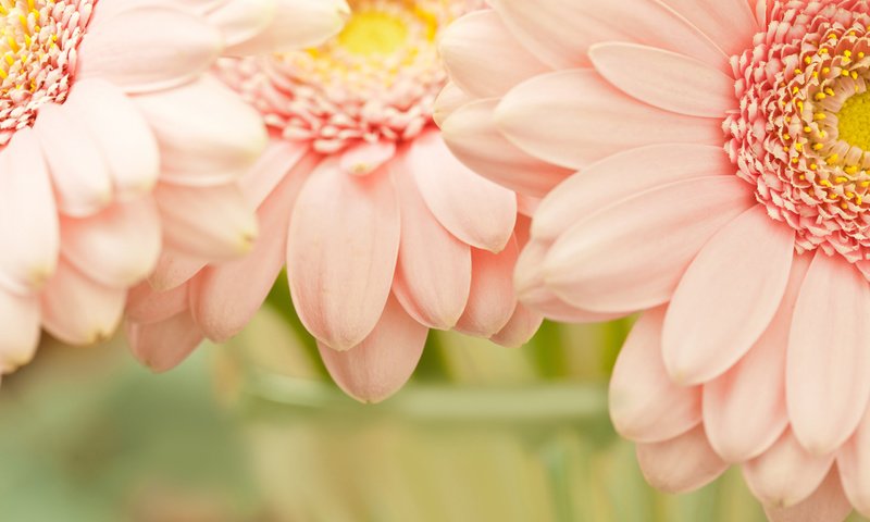 Обои цветы, макро, лепестки, розовый, герберы, flowers, macro, petals, pink, gerbera разрешение 2560x1600 Загрузить