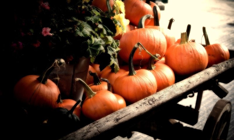 Обои осень, урожай, овощи, тыква, телега, autumn, harvest, vegetables, pumpkin, cart разрешение 2560x1600 Загрузить