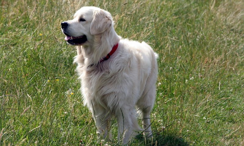 Обои трава, лето, собака, друг, лабрадор, золотистый ретривер, grass, summer, dog, each, labrador, golden retriever разрешение 2560x1600 Загрузить