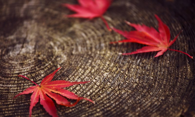 Обои листья, макро, красные, размытость, пенек, осенние, leaves, macro, red, blur, stump, autumn разрешение 2560x1600 Загрузить