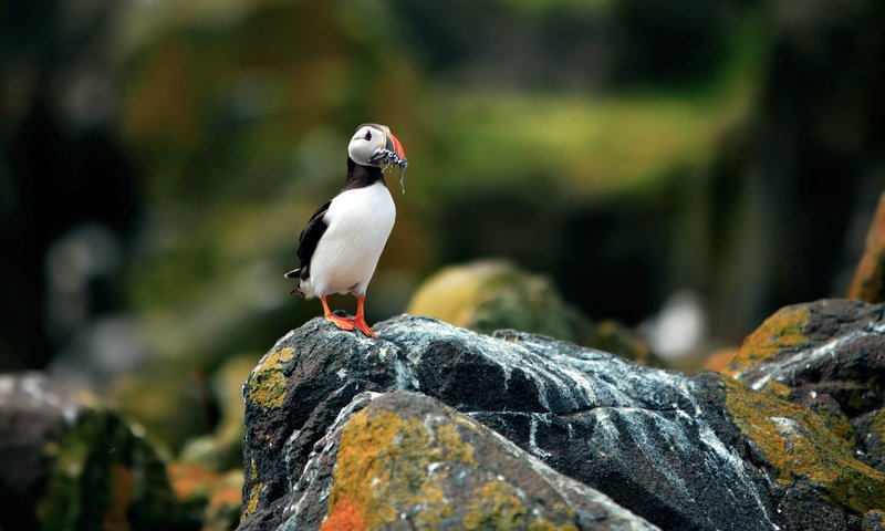 Обои фон, размытость, камень, птица, тупик, атлантический тупик, background, blur, stone, bird, stalled, atlantic puffin разрешение 2560x1600 Загрузить