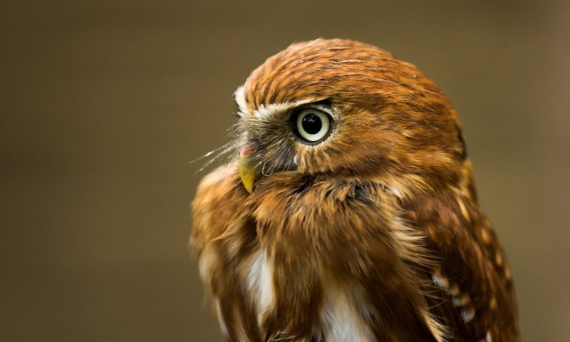 Обои сова, фон, взгляд, орел, хищник, птица, owl, background, look, eagle, predator, bird разрешение 1920x1200 Загрузить