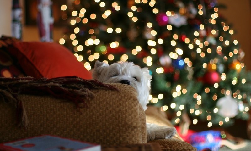 Обои диван, огни, белая, новый год, с новым годом, елка, настроение, 2013, герлянда, подушки, пледы, подарки, собака, дом, sofa, lights, white, new year, happy new year, tree, mood, garland, pillow, blankets, gifts, dog, house разрешение 2560x1600 Загрузить