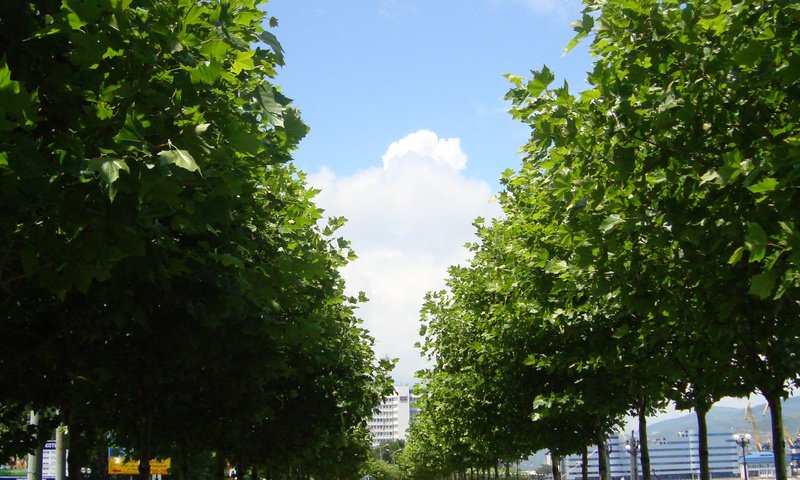 Обои деревья, россия, аллея, новосибирск, trees, russia, alley, novosibirsk разрешение 2448x3264 Загрузить