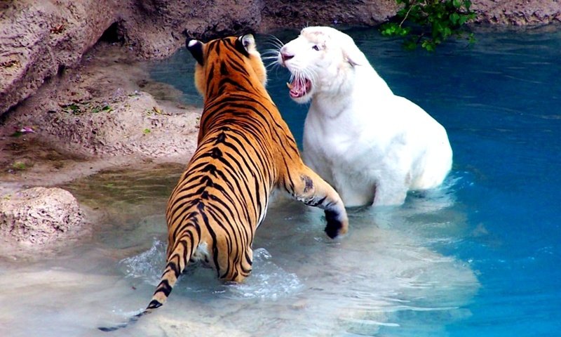 Обои вода, бассейн, зоопарк, альбинос, драка, тигры, water, pool, zoo, albino, fight, tigers разрешение 2000x1500 Загрузить