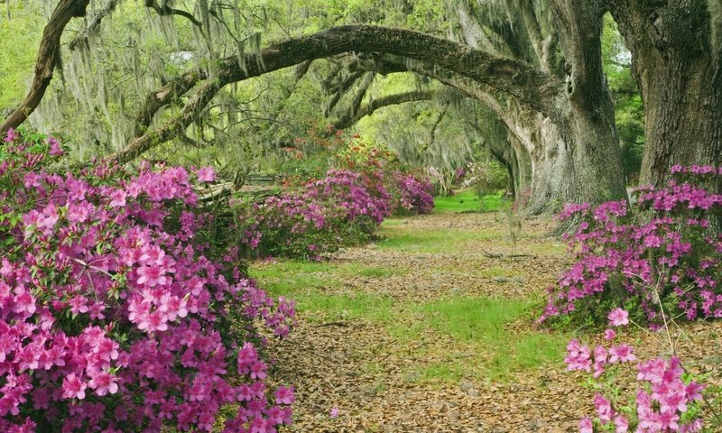 Обои цветы, деревья, аллея, азалии, flowers, trees, alley, azaleas разрешение 2000x1333 Загрузить