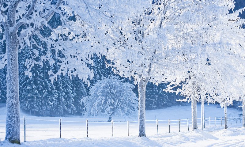 Обои снег, лес, зима, тропинка, сугробы, зимний лес, зимний пейзаж, snow, forest, winter, path, the snow, winter forest разрешение 1920x1080 Загрузить