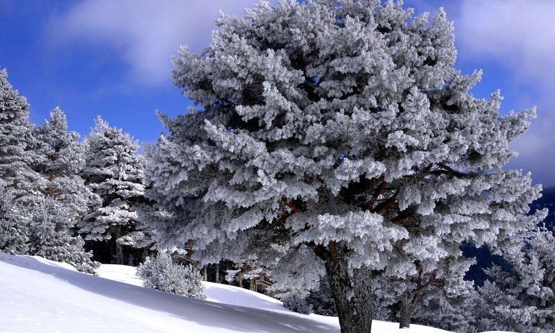 Обои деревья, снег, мороз, зимний лес, trees, snow, frost, winter forest разрешение 1920x1440 Загрузить