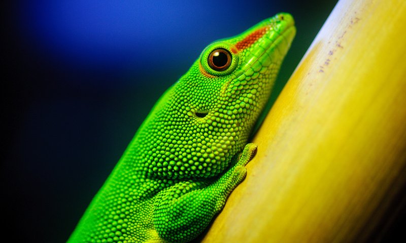 Обои макро, ящерица, зеленая, рептилия, california academy of sciences, macro, lizard, green, reptile разрешение 2560x1600 Загрузить