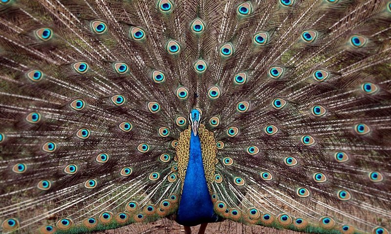 Обои птица, павлин, перья, хвост, bird, peacock, feathers, tail разрешение 1920x1200 Загрузить