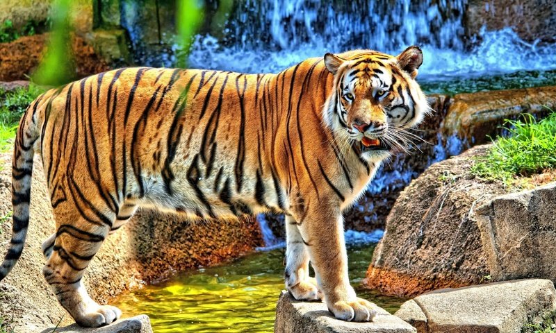 Обои тигр, вода, камни, водопад, смотрит, хищник, стоит, tiger, water, stones, waterfall, looks, predator, is разрешение 2560x1600 Загрузить