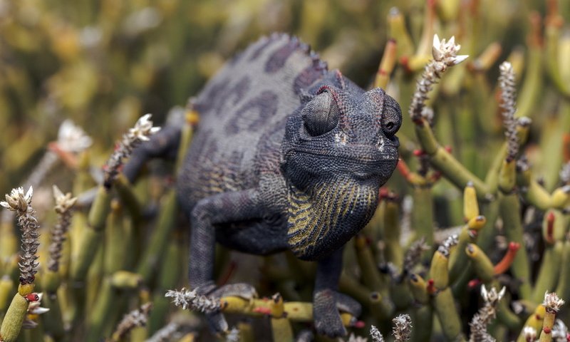 Обои природа, фон, ящерица, растение, хамелеон, рептилия, пресмыкающиеся, nature, background, lizard, plant, chameleon, reptile, reptiles разрешение 1920x1200 Загрузить