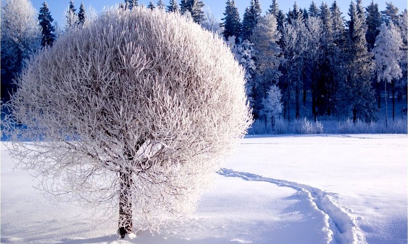 Обои снег, дерево, лес, зима, тропинка, сугробы, зимний лес, snow, tree, forest, winter, path, the snow, winter forest разрешение 2000x1250 Загрузить