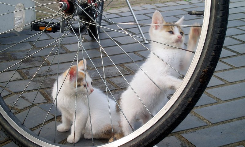 Обои игра, белые, кошки, котята, велосипед, брусчатка, the game, white, cats, kittens, bike, pavers разрешение 1920x1200 Загрузить