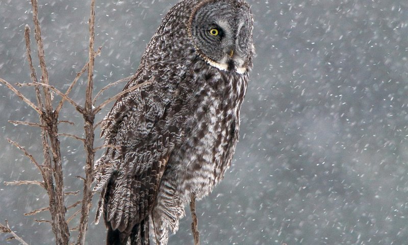 Обои сова, снег, дерево, зима, птица, бородатая неясыть, неясыть, owl, snow, tree, winter, bird, great grey owl разрешение 1920x1440 Загрузить