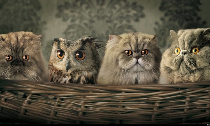 Обои сова, птица, корзина, кошки, owl, bird, basket, cats разрешение 1920x1080 Загрузить