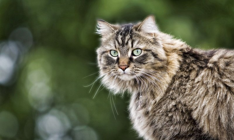 Обои глаза, кот, кошка, взгляд, пушистый, серый, полосатый, eyes, cat, look, fluffy, grey, striped разрешение 2560x1600 Загрузить