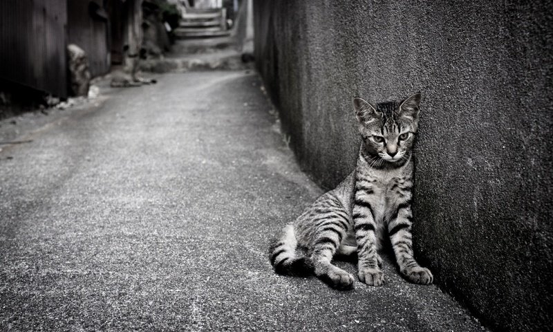 Обои кошка, одиночество, улица, кот.полосатый, cat, loneliness, street, cat.striped разрешение 2560x1600 Загрузить