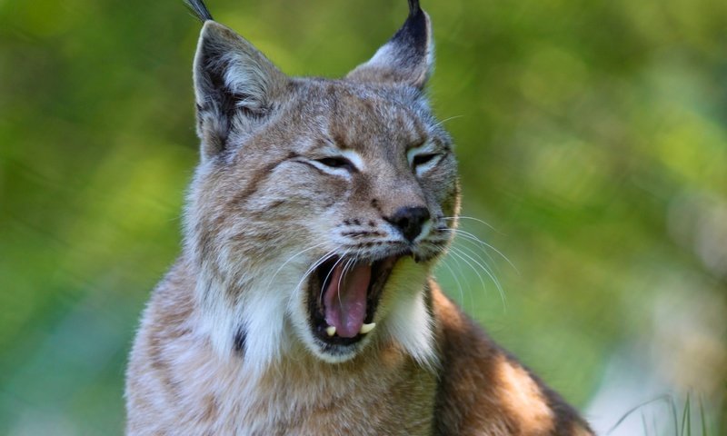 Обои рысь, хищник, ушки, зевает, дикая кошка, lynx, predator, ears, yawns, wild cat разрешение 2560x1600 Загрузить