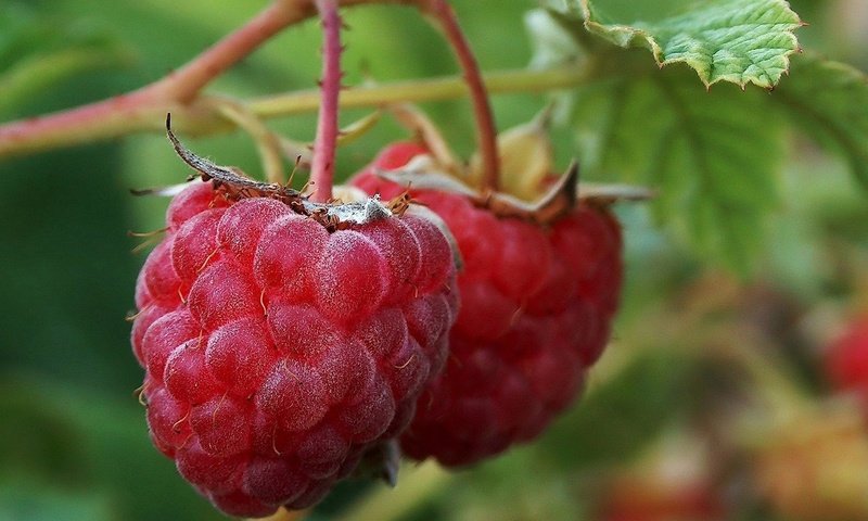 Обои природа, макро, малина, ягода, еда, nature, macro, raspberry, berry, food разрешение 1920x1200 Загрузить