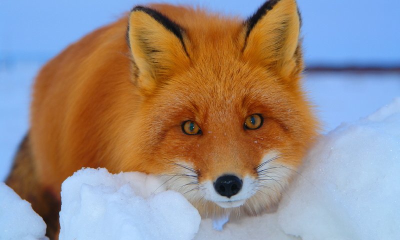 Обои снег, зима, взгляд, рыжая, лиса, лисица, snow, winter, look, red, fox разрешение 3888x2592 Загрузить