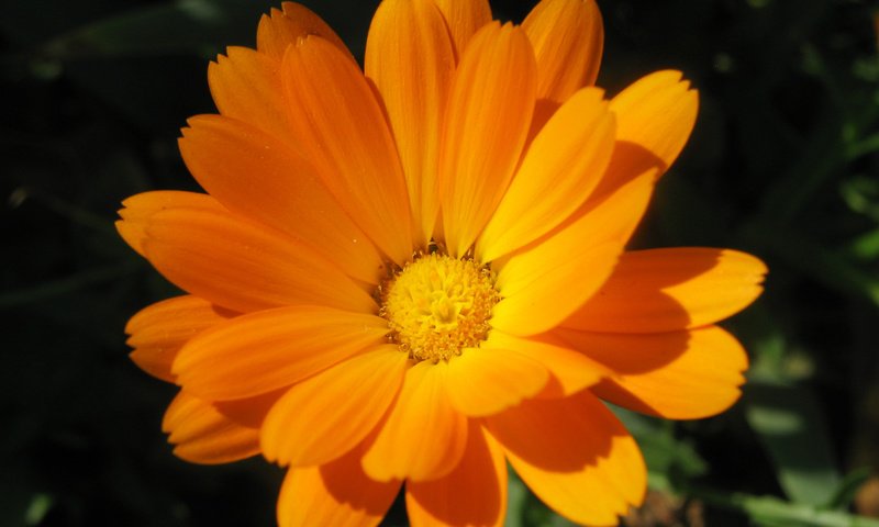 Обои лепестки, cvety, oranzhevyj, nogotki, kalendula, календула, ноготки, petals, calendula, marigolds разрешение 2887x2137 Загрузить