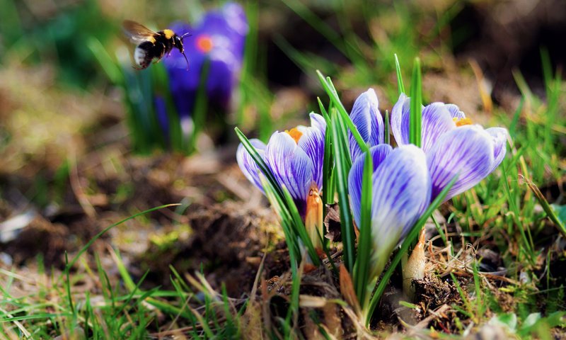 Обои трава, весна, шмель, крокусы, первые цветы, grass, spring, bumblebee, crocuses, the first flowers разрешение 2560x1700 Загрузить