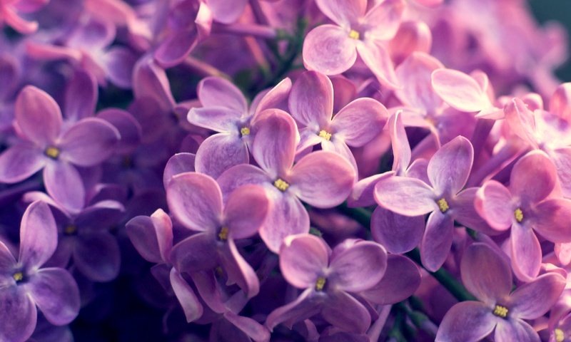 Обои природа, весна, сирень, nature, spring, lilac разрешение 2560x1600 Загрузить