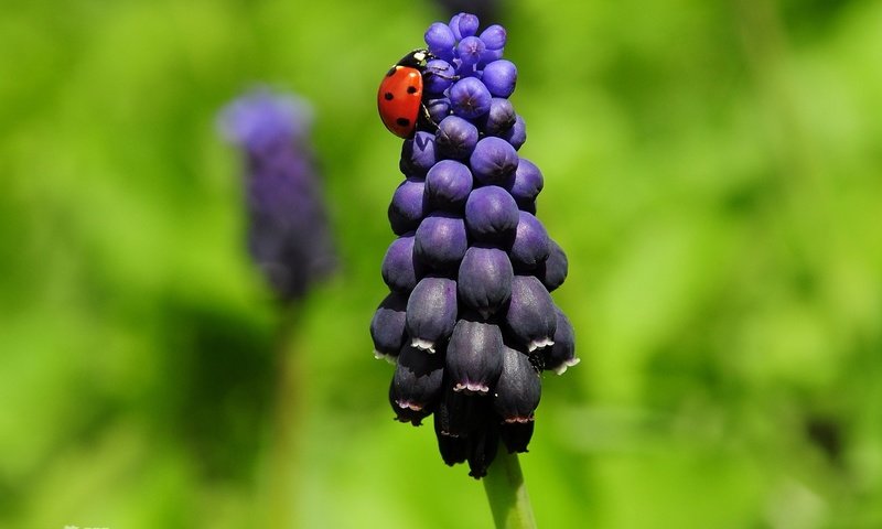 Обои божья коровка, гиацинт, ladybug, hyacinth разрешение 1920x1200 Загрузить