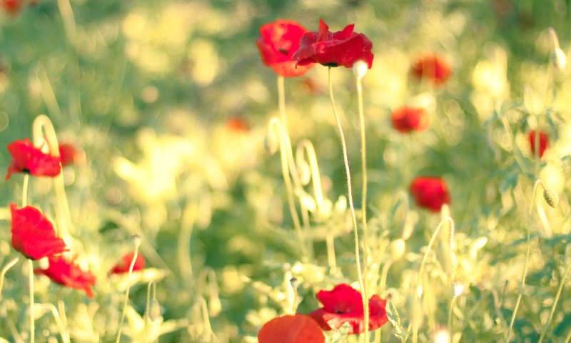 Обои цветы, солнце, поле, лето, маки, flowers, the sun, field, summer, maki разрешение 3814x2845 Загрузить