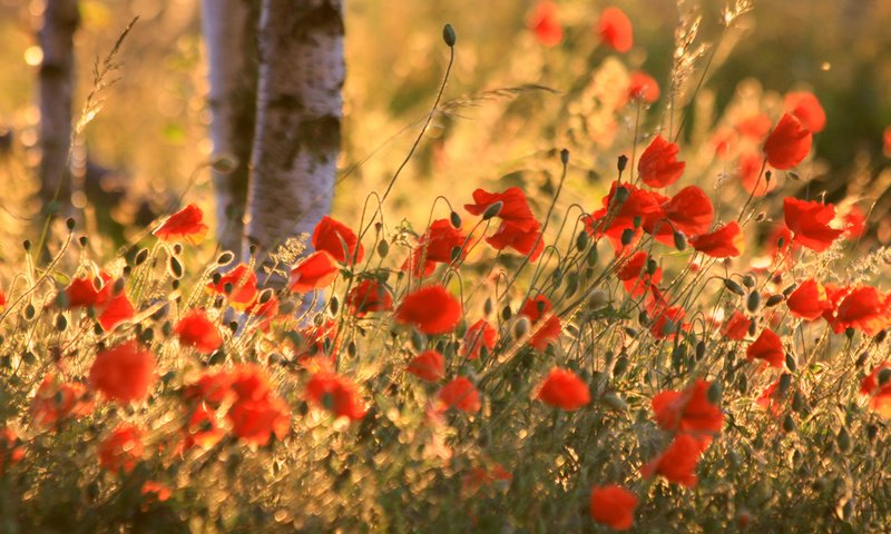 Обои поле, лето, маки, field, summer, maki разрешение 1920x1200 Загрузить