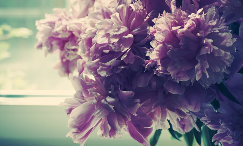 Обои утро, лепестки, бутон, окно, пионы, buton, utro, okno, piony, леспестки, morning, petals, bud, window, peonies, lepestki разрешение 3872x2592 Загрузить