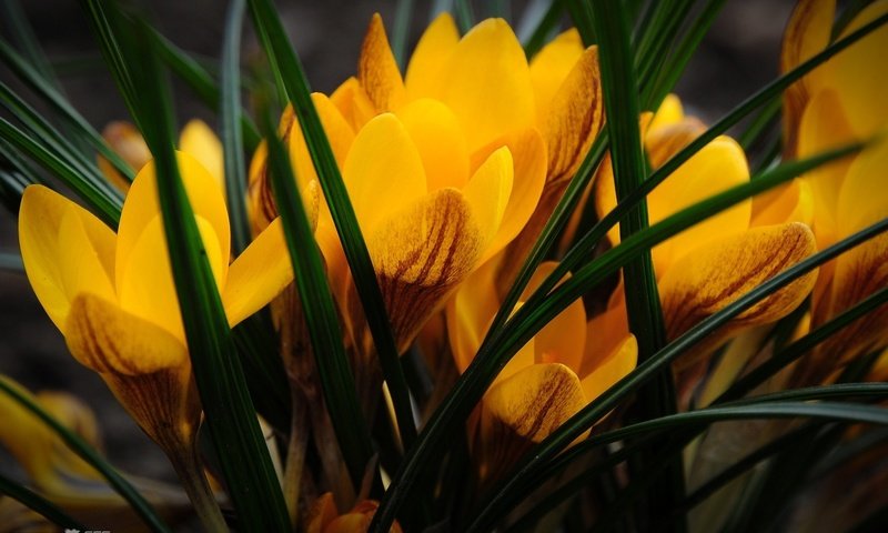 Обои цветы, крокусы, крокус, cvety, priroda, krokusy, flowers, crocuses, krokus разрешение 1920x1200 Загрузить