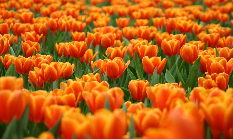 Обои cvety, polyana, tyulpany, krasnye, oranzhevye разрешение 2560x1600 Загрузить
