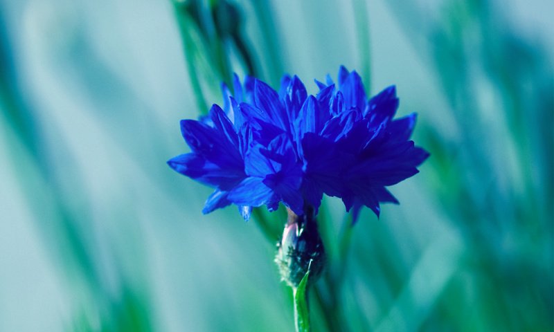 Обои синий, размытость, василек, blue, blur, cornflower разрешение 2795x1947 Загрузить