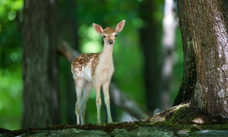 Обои свет, деревья, природа, лес, олень, животные, олененок, light, trees, nature, forest, deer, animals, fawn разрешение 2560x1600 Загрузить