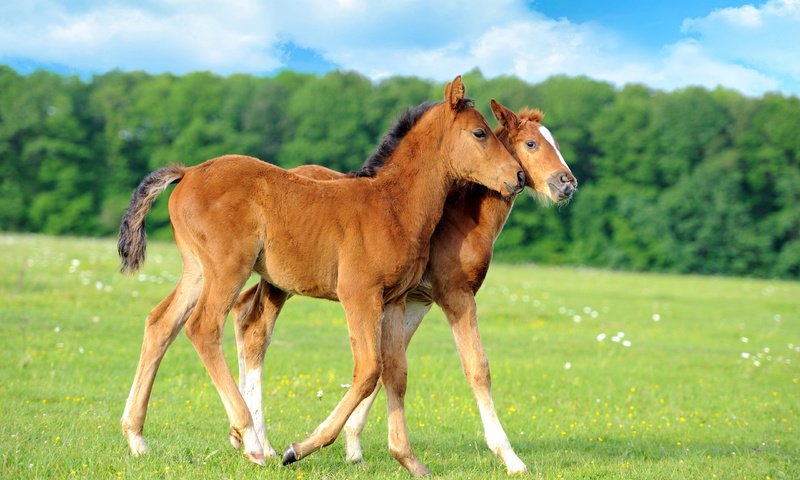 Обои цветы, трава, поле, лошади, кони, жеребята, flowers, grass, field, horse, horses, foals разрешение 2560x1600 Загрузить