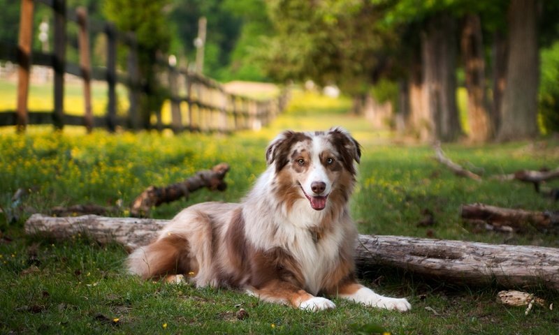 Обои поле, лето, собака, австралийская овчарка, field, summer, dog, australian shepherd разрешение 2560x1600 Загрузить