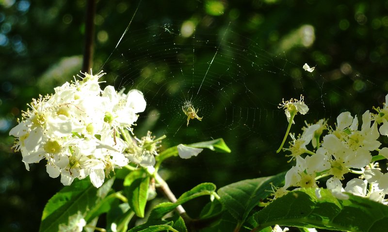 Обои весна, паутина, черемуха, spring, web, cherry разрешение 2160x1620 Загрузить