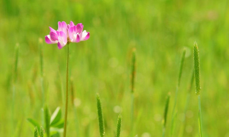 Обои трава, природа, зелень, цветок, grass, nature, greens, flower разрешение 3072x2048 Загрузить