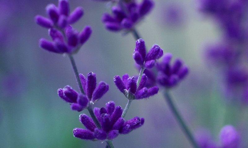 Обои макро, лаванда, фиолетовый, сиреневый, macro, lavender, purple, lilac разрешение 3618x1380 Загрузить