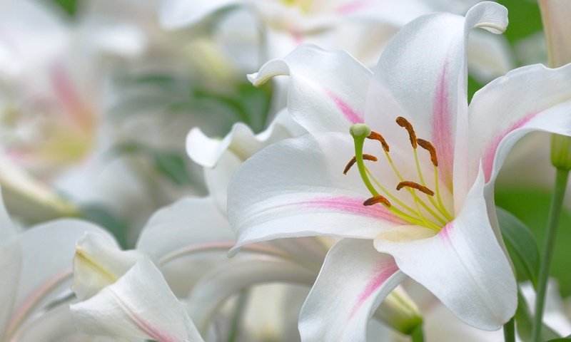 Обои бутон, белые, лилии, красиво, bud, white, lily, beautiful разрешение 2027x1429 Загрузить