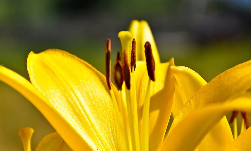 Обои макро, лилия, жёлтая, macro, lily, yellow разрешение 1920x1200 Загрузить