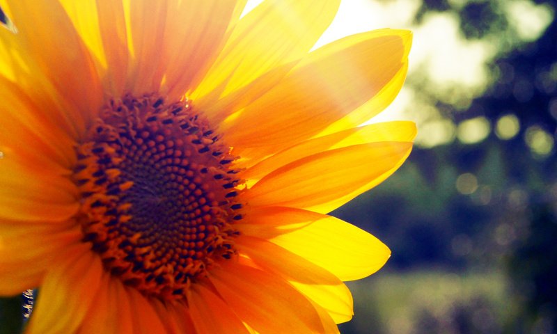 Обои цветок, лепестки, подсолнух, желтые, leto, solnce, podsolnux, luch, солнечный свет, крупным планом, flower, petals, sunflower, yellow, sunlight, closeup разрешение 3344x1277 Загрузить