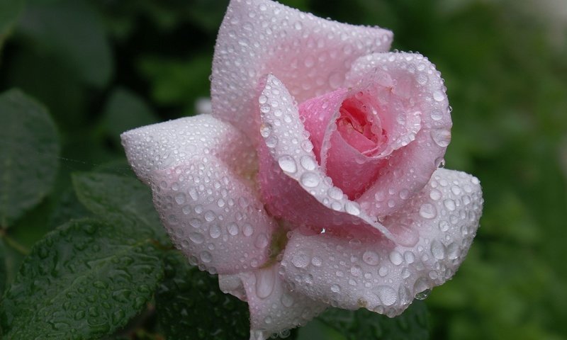 Обои роза, росы, красива, waterdrops, цветком, пинк, rose, dew, beautiful, flower, pink разрешение 2560x1600 Загрузить