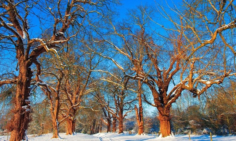 Обои небо, дорога, деревья, снег, зима, ветки, the sky, road, trees, snow, winter, branches разрешение 2560x1600 Загрузить