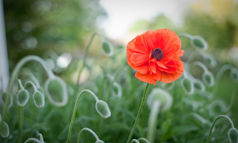 Обои цветы, макро, поляна, маки, размытость, flowers, macro, glade, maki, blur разрешение 2048x1363 Загрузить