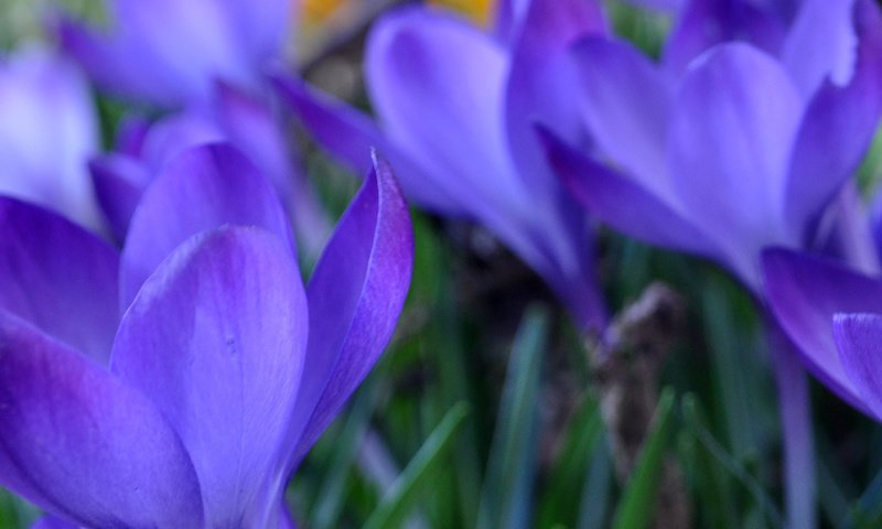 Обои цветы, razmyt, трава, весна, синие, крокусы, vesna, trava, makro, zheltye, krokusy, sirenevye, flowers, grass, spring, blue, crocuses разрешение 4288x1275 Загрузить